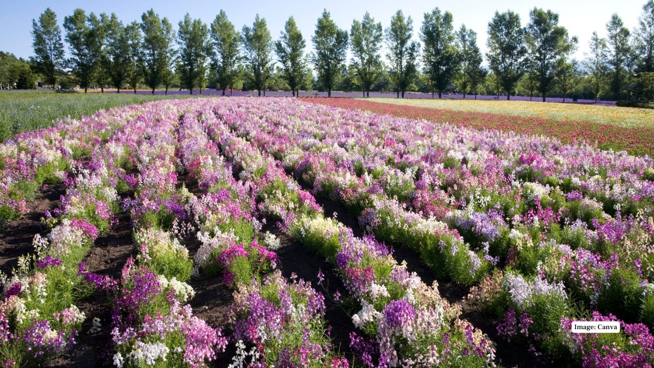 10. Tomita Farm, Japan Another gem in Furano, Tomita Farm blends lavender with rainbow flower gardens. The rolling hills and panoramic landscapes here create a colorful spectacle that feels straight out of a painting. (Image: Canva)