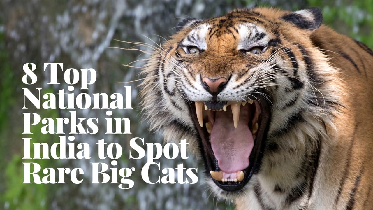 8 Top National Parks in India to Spot Rare Big Cats