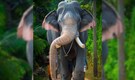 Erattupetta Ayyappan, Kerala’s beloved temple tusker, dies at 55 after 50 years of festival glory