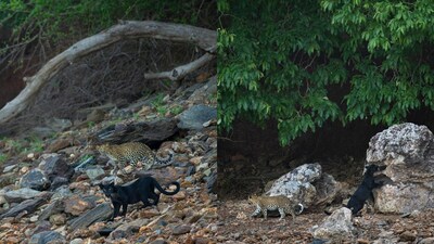 Rare black panther cub spotted in Karnataka’s Bhadra Tiger Reserve, thrilling visitors
