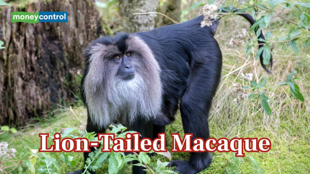 Meet the Lion-Tailed Macaque: The rare endangered monkey found only in the Western Ghats of India