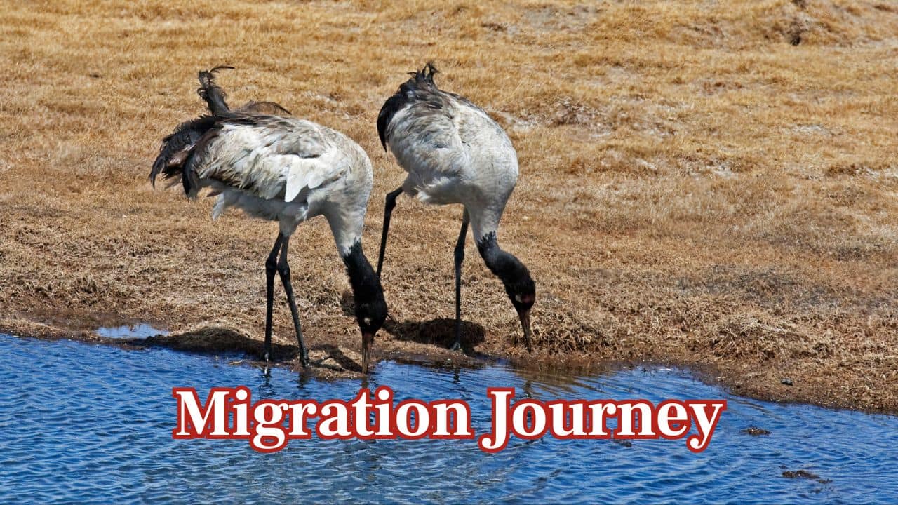 Migration Journey: In winter, the cranes migrate to lower areas such as Bhutan and Arunachal Pradesh, flying in graceful formations. (Image: Canva)