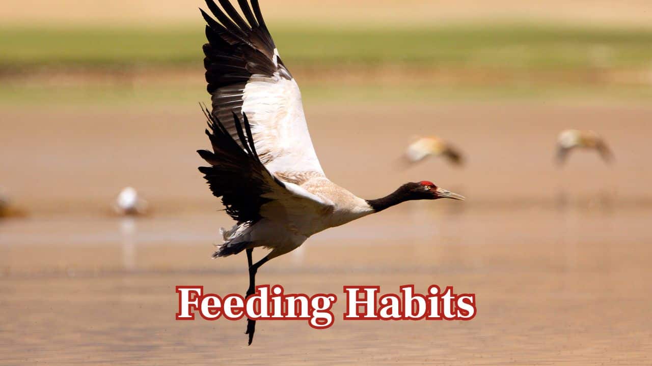 Feeding Habits: The bird's diet consists of roots, tubers, insects and small mammals, which contributes towards the fine balance of the Himalayan ecosystem. (Image: Canva)