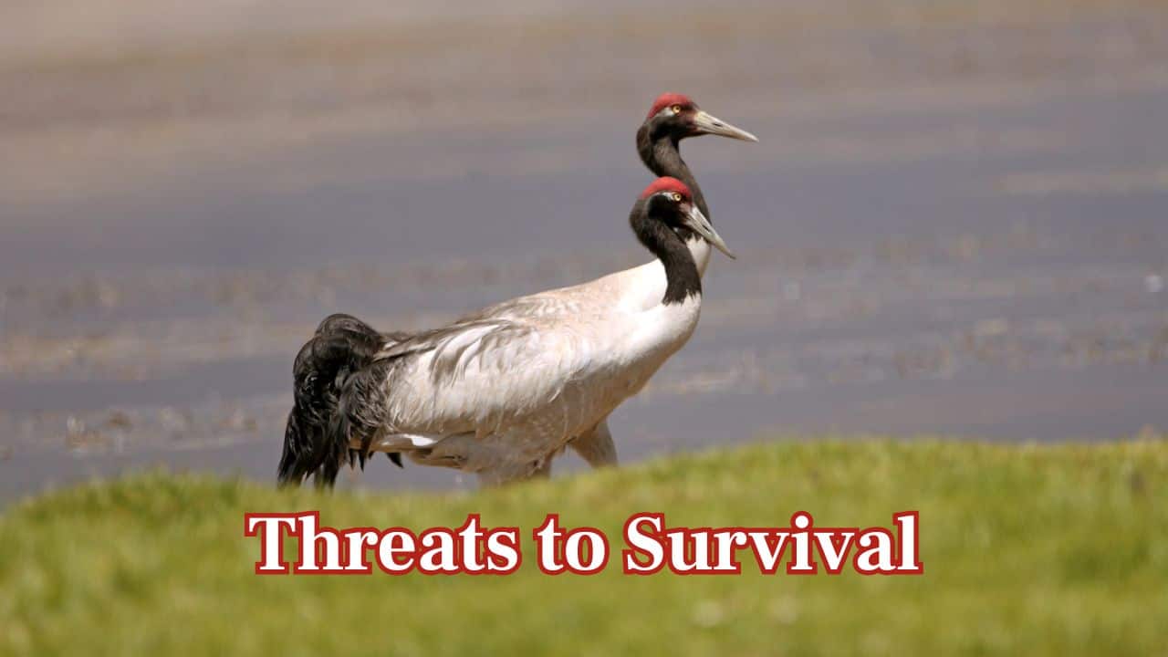Survival Threats: Habitat destruction, climate change and man-made intervention have listed the Black-Necked Crane as an endangered species. (Image: Canva)