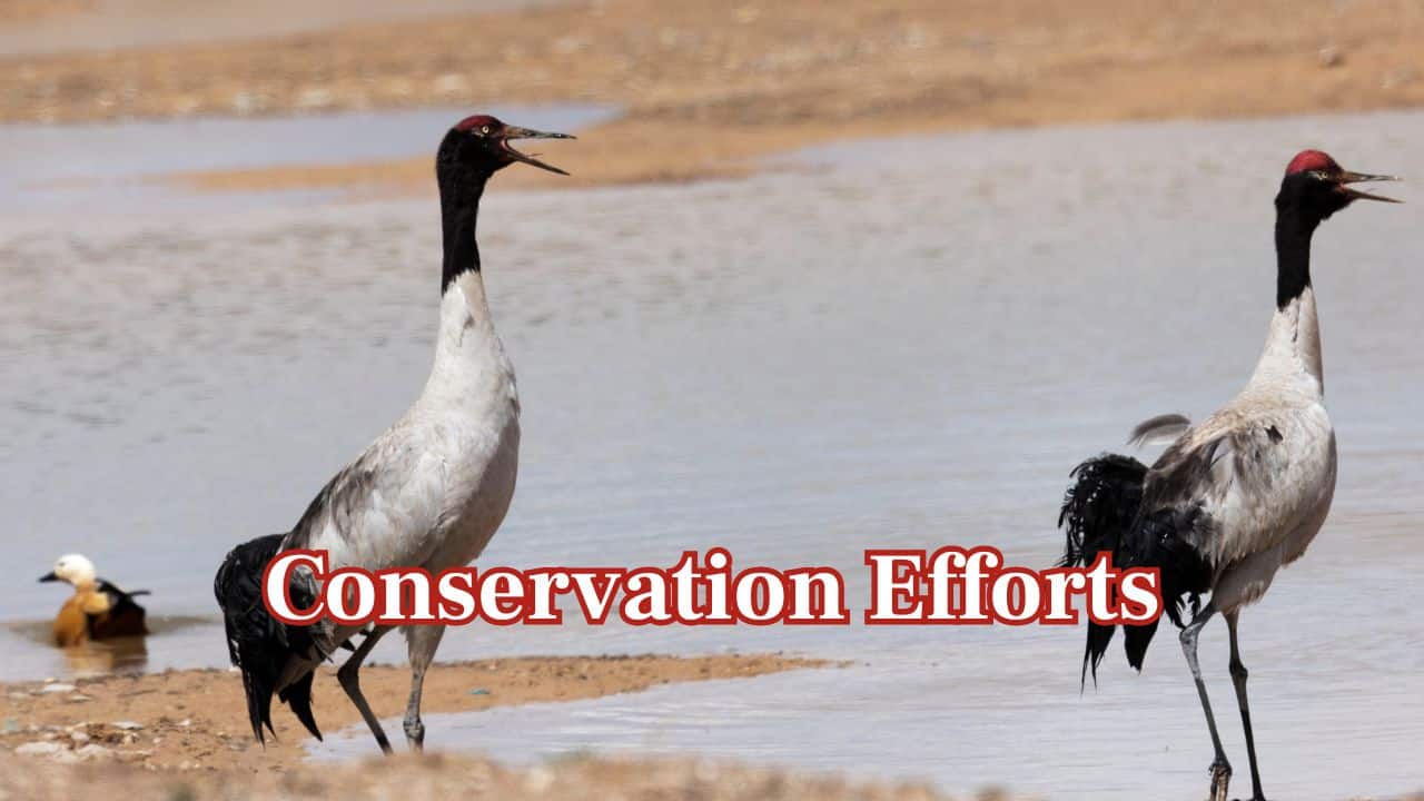 Conservation Activity: Governments and conservationists are safeguarding breeding grounds and educating the public to preserve this symbol of hope. (Image: Canva)