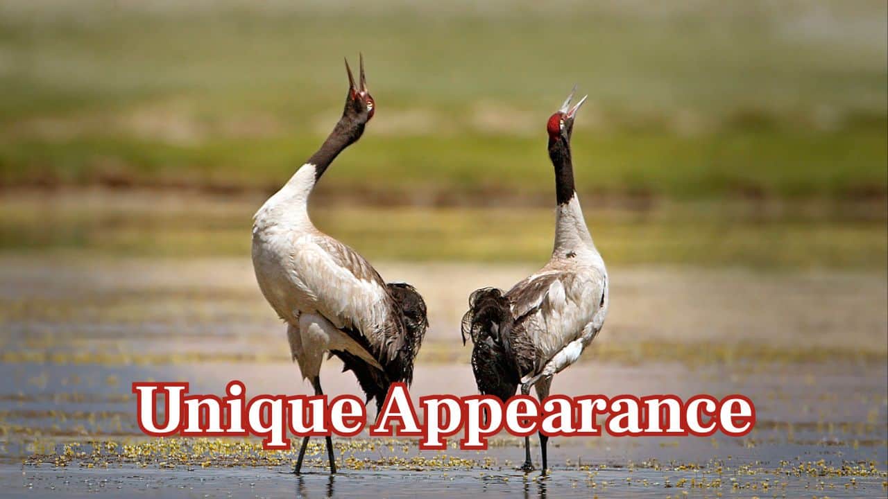 Distinctive Looks: The bird is tall, has a black neck and red crown, standing tall amidst snowy Himalayan vistas. (Image: Canva)