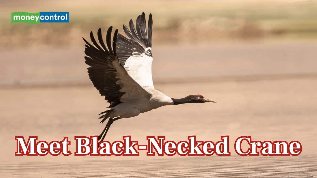 Meet Black-Necked Crane: The rare and majestic bird of the Himalayas