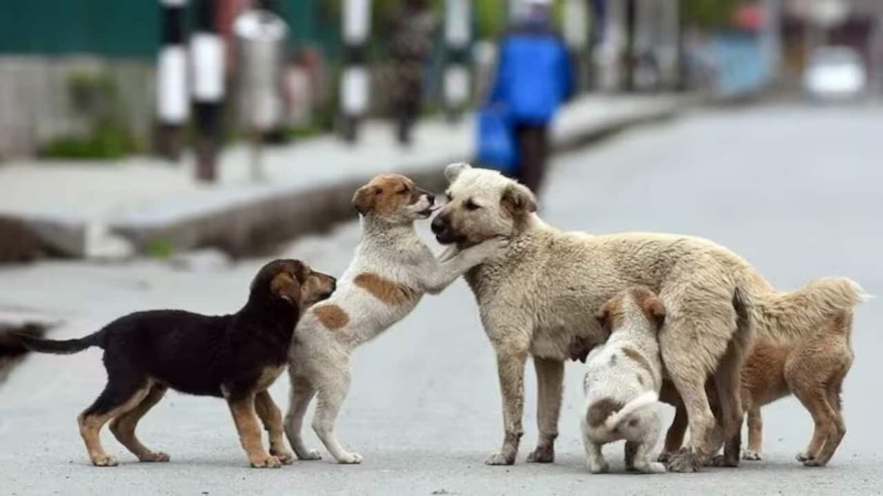 Chandigarh's new stray dog feeding rule will cost you dearly. Here's why Chandigarh's new stray dog feeding rule will cost you dearly. Here's why