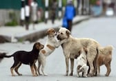 Woman slapped eight times in 38 seconds for feeding dogs in Ghaziabad