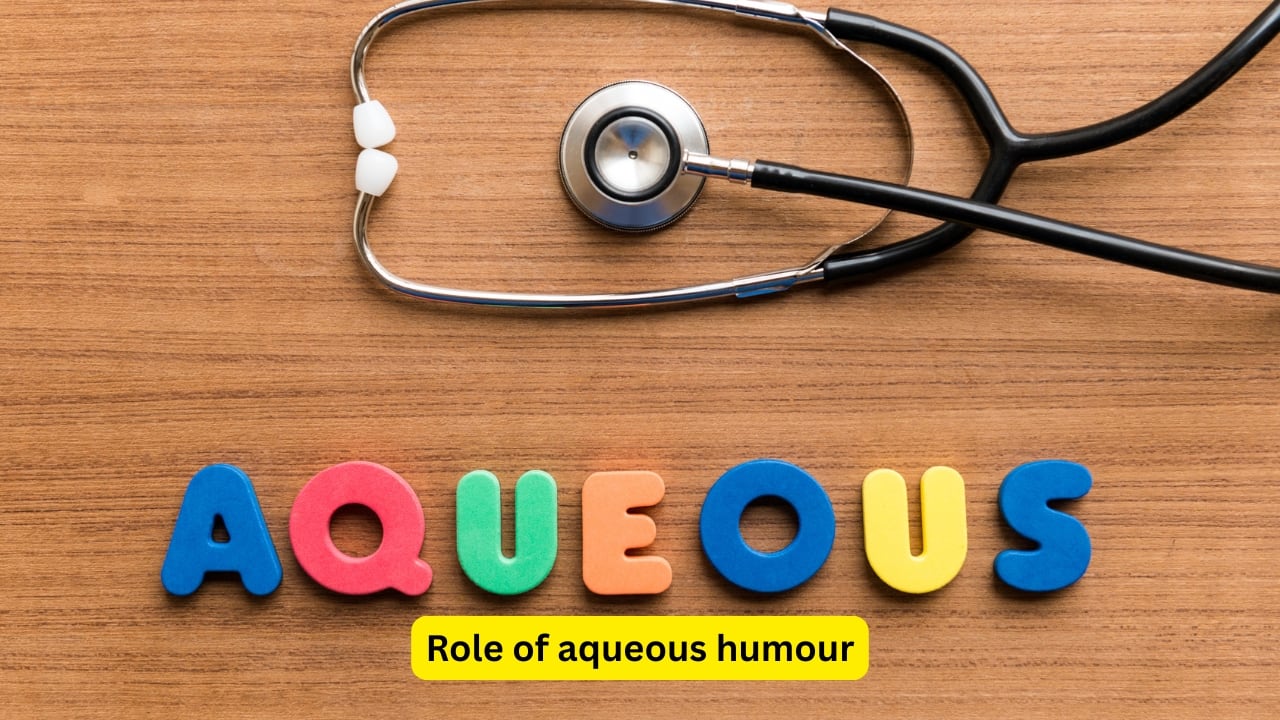 Role of aqueous humour The aqueous humour is the clear and watery fluid present in the front part of the eye, in the anterior and posterior chambers. It provides the eyeball its shape and supplies important nutrients to various structures of the eye like the cornea and the lens. It also aids in removing waste products from the eye.(Image: canva)