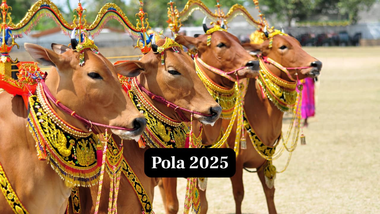 Bail Pola 2025: Date, Time, Rituals, and Significance Bail Pola 2025: Date, Time, Rituals, and Significance