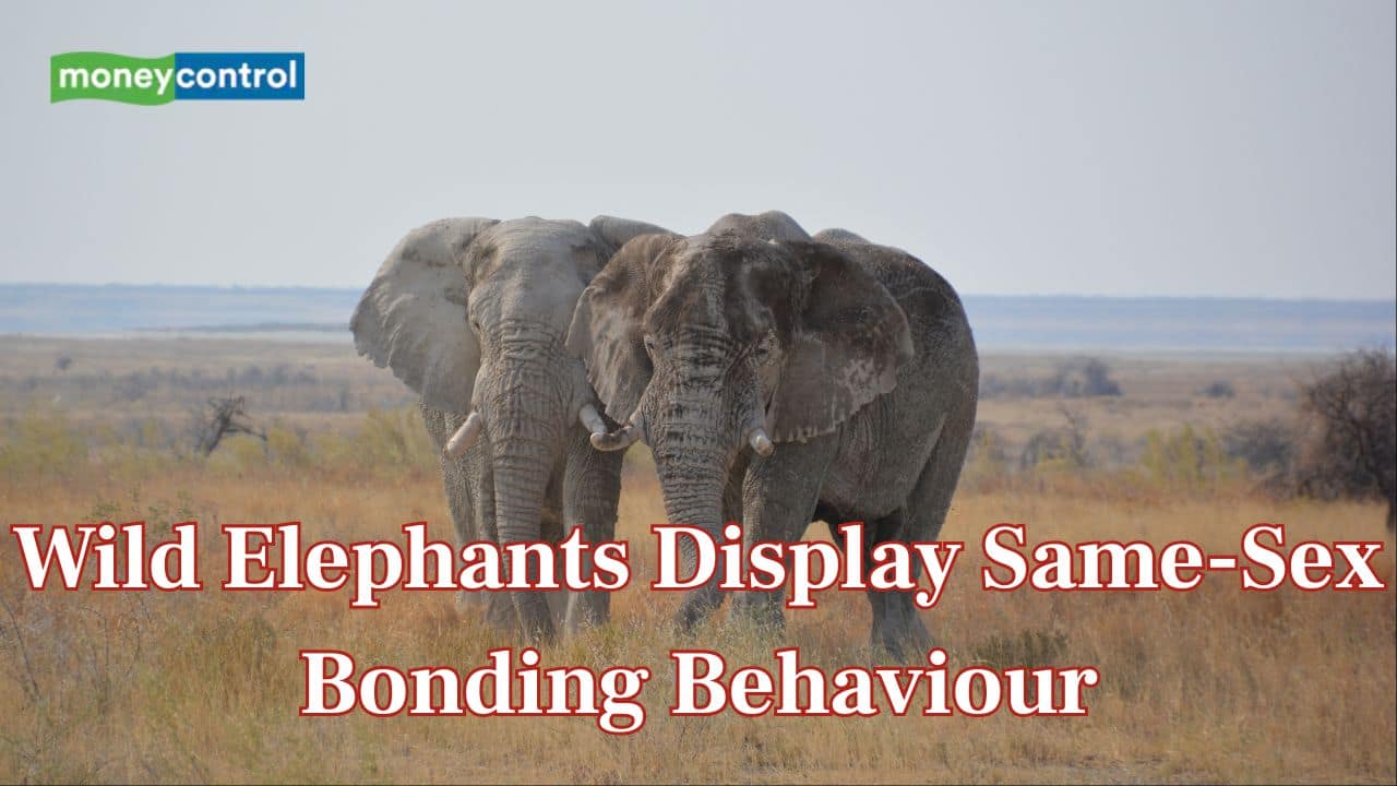 'Gay elephants' spotted in Sri Lanka’s National Parks as males engage in same-sex bonding