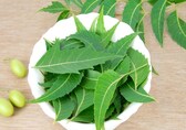 Skincare tips: 5 amazing benefits of neem for clear, glowing skin and more