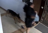 Ghaziabad woman falls off stairs at highrise after 2 German Shepherds attack her | Video
