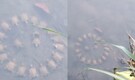 Turtles hold ‘roundtable meeting’ in lake in unusual gathering – Watch viral video here