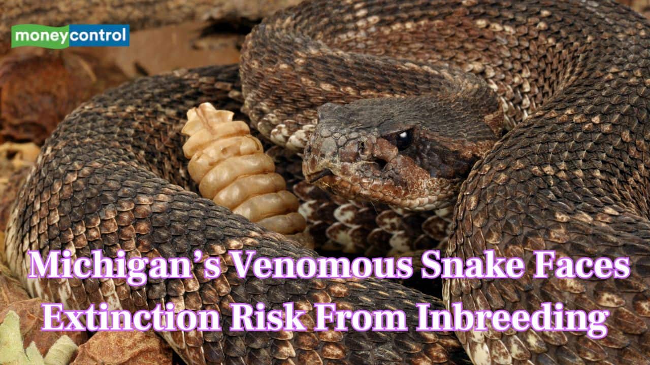Rattlesnakes marrying cousins? Michigan’s venomous snake faces extinction risk from inbreeding, study warns