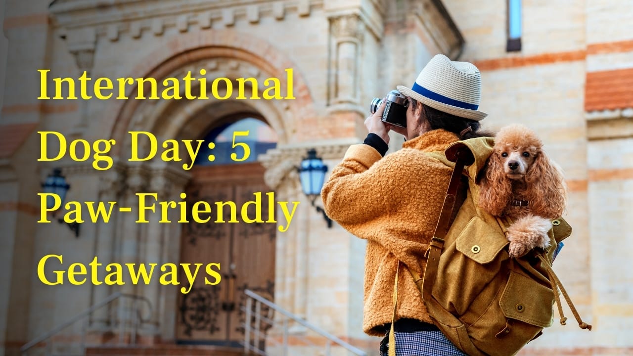 5 Pawesome Escapes for You and Your Furry Friend This International Dog Day