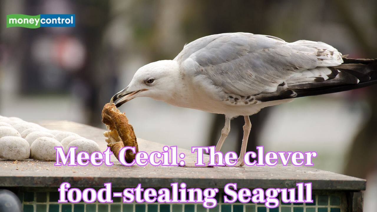 Meet Cecil: The clever food-stealing seagull who became a local celebrity