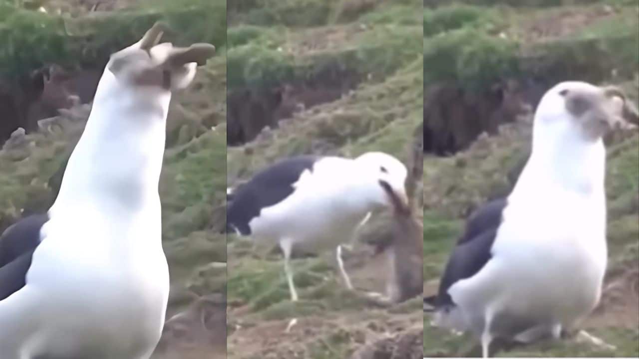 Seagull swallows live rabbit in shocking viral clip, watch video here