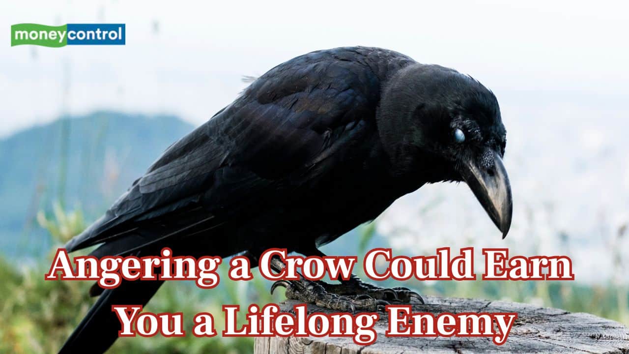 Ever upset a crow? Scientists warn that angering one could earn you a lifelong enemy
