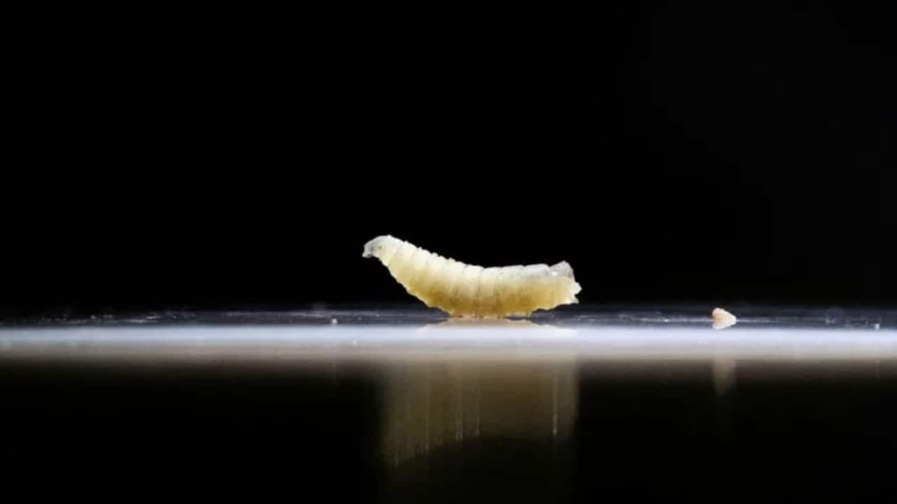 What is screwworm? Rare flesh-eating parasite found in US patient after decades What is screwworm? Rare flesh-eating parasite found in US patient after decades