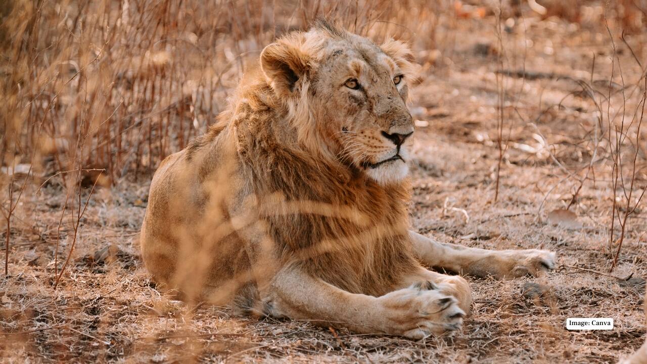 3. Asiatic Lion – The Regal Predator of Gir Once widespread across India, the Asiatic lion now reigns in Gir National Park. Safari through Gujarat’s dry forests and you may encounter these majestic kings, alongside leopards, hyenas, and exotic birds.