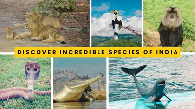 From Pink Dolphins to Giant Turtles: Where to find incredible species of India