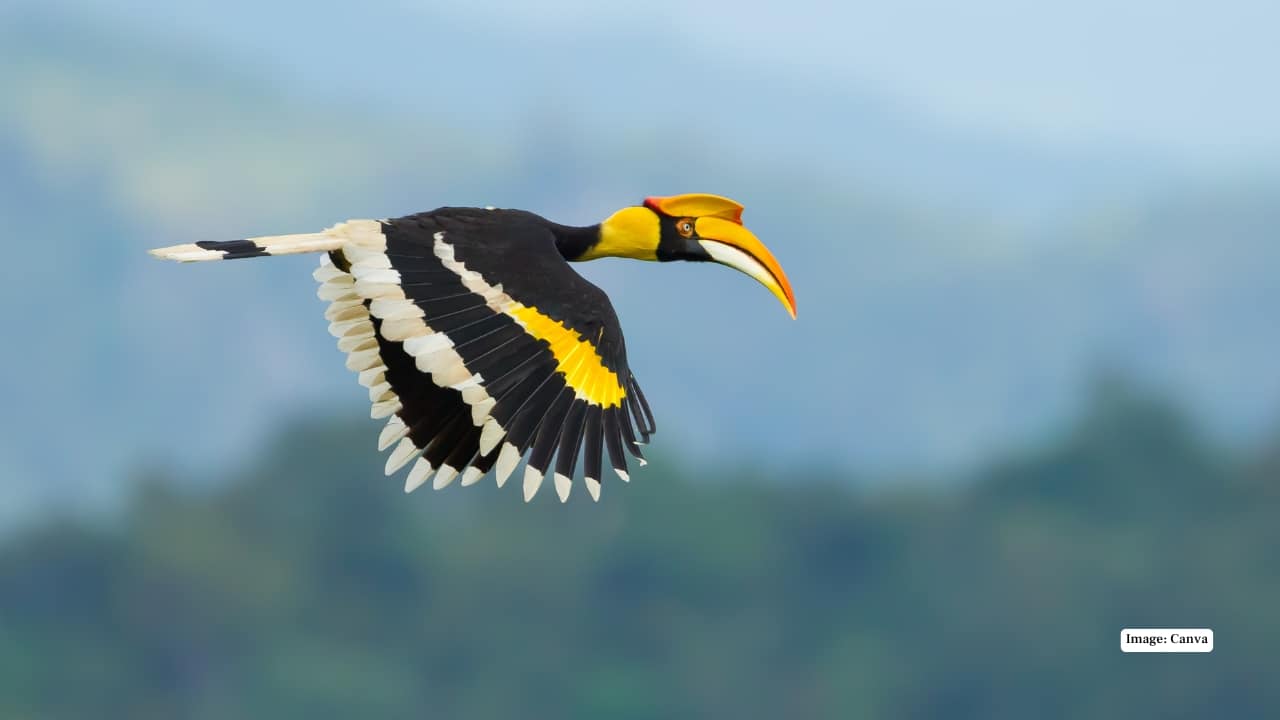 India is a living showcase of biodiversity, offering encounters that thrill adventurers, photographers, and nature lovers alike. Whether spotting pink dolphins, watching turtles hatch, or glimpsing a snow leopard, each experience is etched in nature’s masterpiece. Grab your binoculars, pack your camera, and explore India’s hidden wildlife treasures! (Image: Canva)