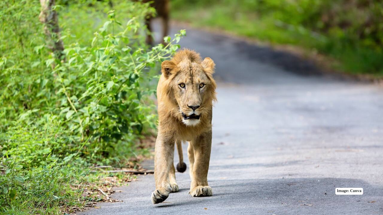 From Pink Dolphins to Giant Turtles: Where to find incredible species of India