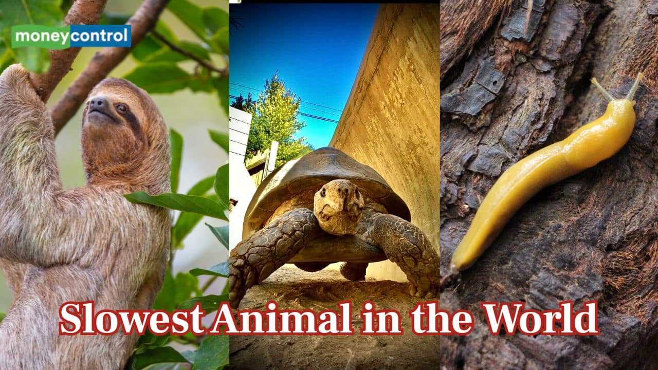 Sloth vs turtle vs slug: What is the World’s slowest animal? Scientists finally have the answer