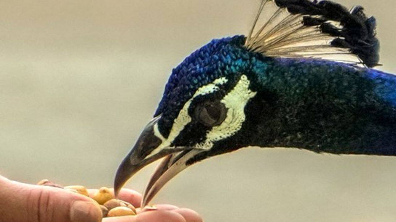 Peacock feeding: A vibrant peacock gently feeds from a human hand in Gurugram, capturing a rare moment of trust between wildlife and people. (Image: PTI)