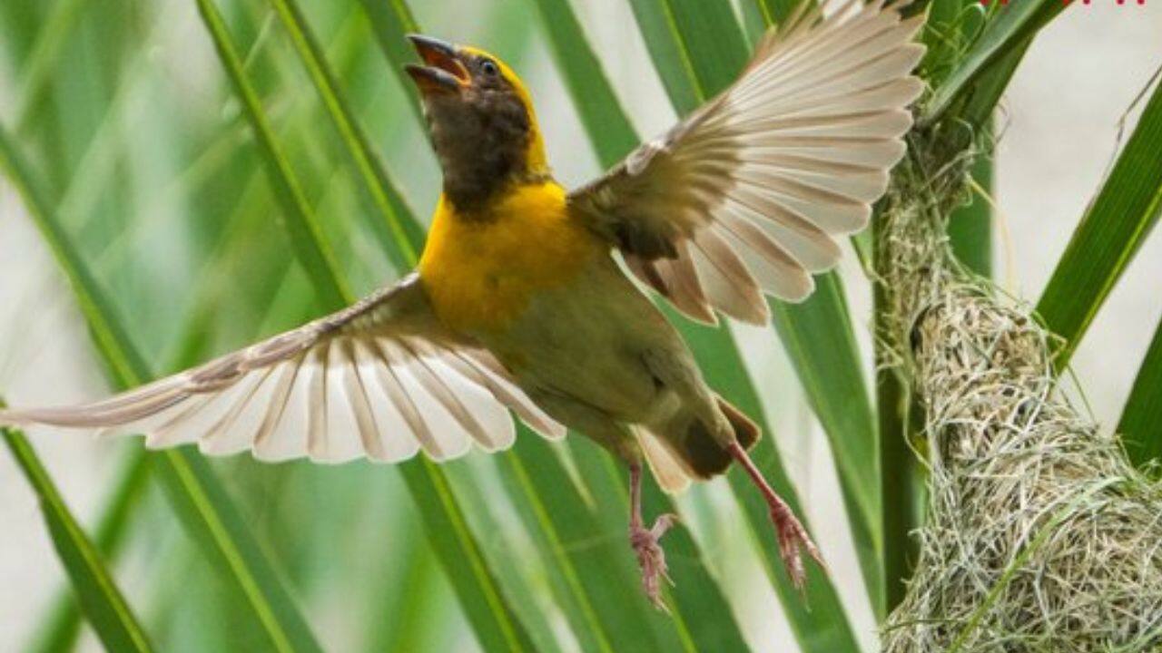 A Baya Weaver bird hovers near its intricately woven nest in Gurugram, showcasing nature’s artistry and dedication in building a safe home. (Image: PTI)