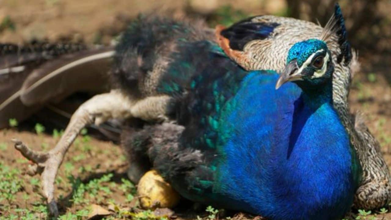 A peacock rests on the ground in Gurugram, guarding its eggs beneath, blending beauty with instinctive care and protective determination. (Image: PTI)