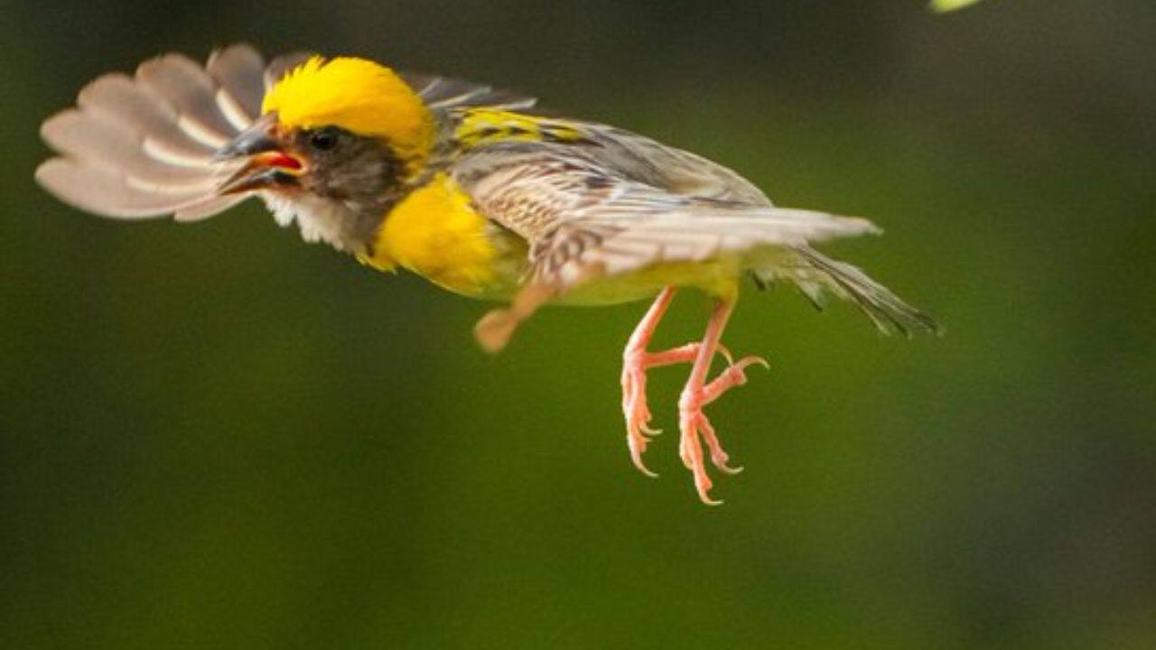 A Baya Weaver bird in flight over Gurugram’s greenery, its bright yellow crown and swift wings capturing the beauty and energy of nature’s rhythm. (Image: PTI)