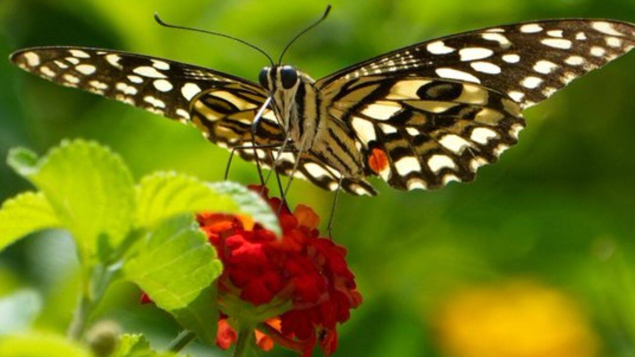 A striking butterfly delicately perches on a red flower in Gurugram, sipping nectar as its patterned wings spread wide against the lush green backdrop. (Image: PTI)