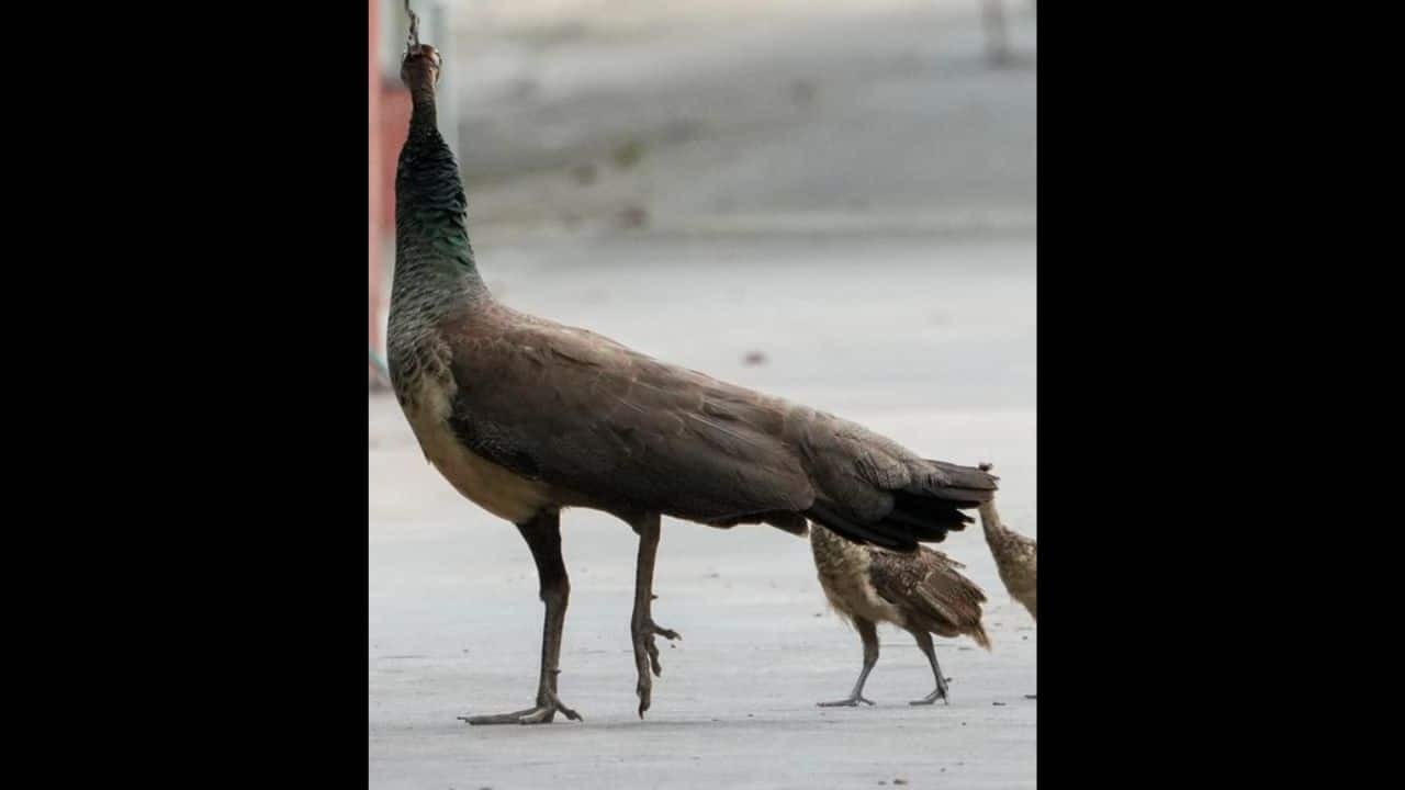 A peahen walks gracefully on a pavement in Gurugram, closely followed by her tiny chicks, capturing a tender moment of wildlife in an urban setting. (Image: PTI)