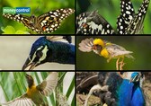 From weaver birds to peacocks to stunning butterflies: 10 beautiful images of Gurugram’s wildlife wonders