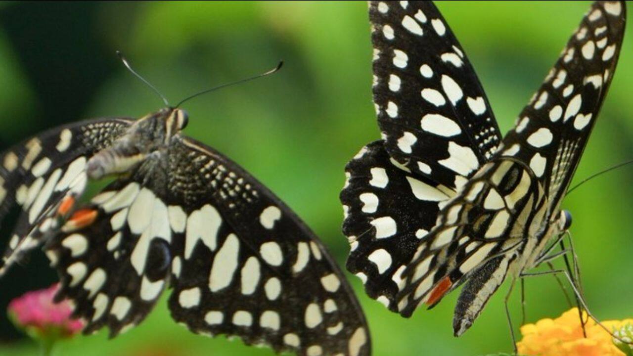 A Butterfly’s Pause: A colourful butterfly rests gently in a Gurugram garden. (iImage: Canva)