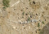 Rare &amp; well-preserved Jurassic-era fossils, possibly of phytosaur, discovered in Jaisalmer