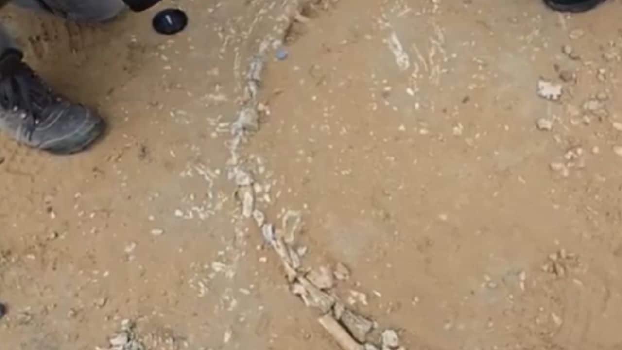 India’s first well-preserved 200-million-year-old Phytosaur skeleton and egg fossils discovered in Rajasthan