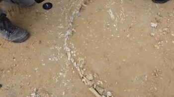 First Well-Preserved Phytosaur Fossil Found in Rajasthan (Image: ANI)