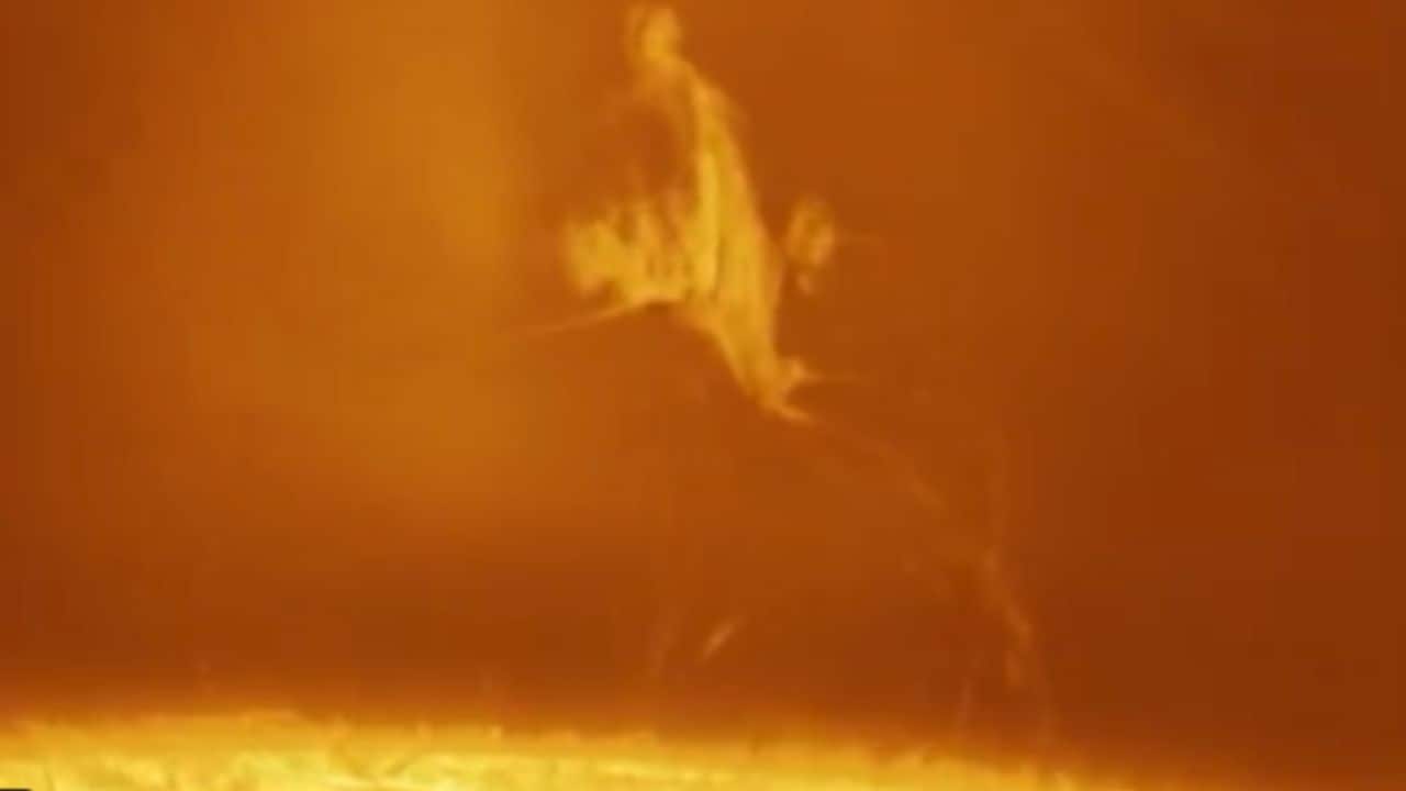Watch: NASA shares clip of leaky solar prominence in rare hovering display above the Sun