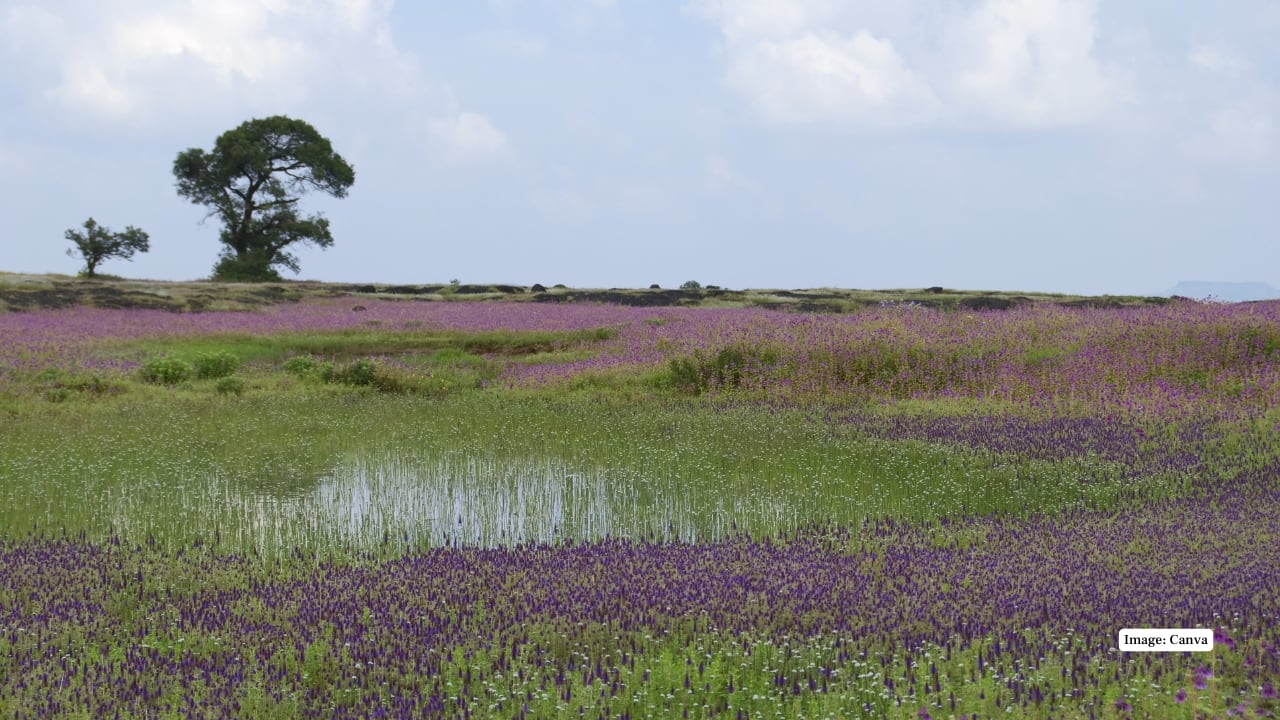 Kaas Plateau: Maharashtra’s Blooming Paradise of Wildflowers