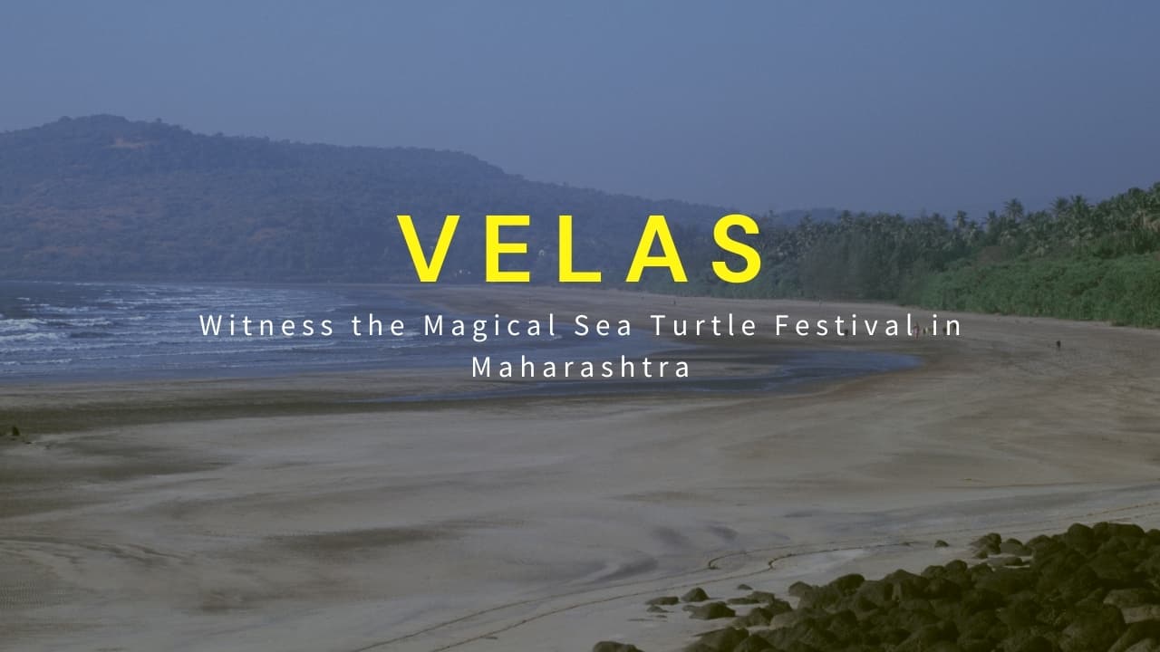 Velas: Witness the Magical Sea Turtle Festival in Maharashtra