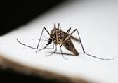 Dengue in India: 6 preventive tips to protect your family from mosquito bites