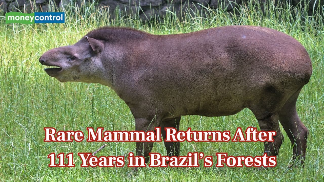 Back from the shadows”: Rare mammal returns after 111 years in Brazil’s forests