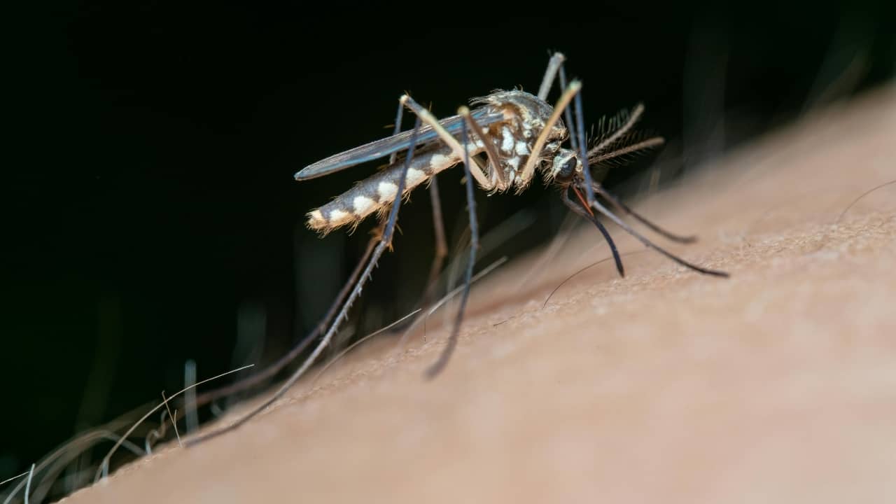 Dengue in Children: Early symptoms, risks, and how to protect your child this season Dengue in Children: Early symptoms, risks, and how to protect your child this season