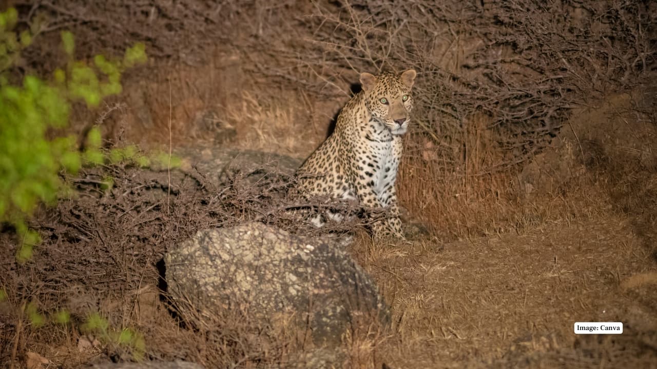 1. Leopards Roam Freely in Bera Bera, a small village in Rajasthan’s Pali district, is famous for its wild leopards. Unlike other reserves, they roam granite hills and fields without boundaries or park fences restricting their movement. (Image: Canva)