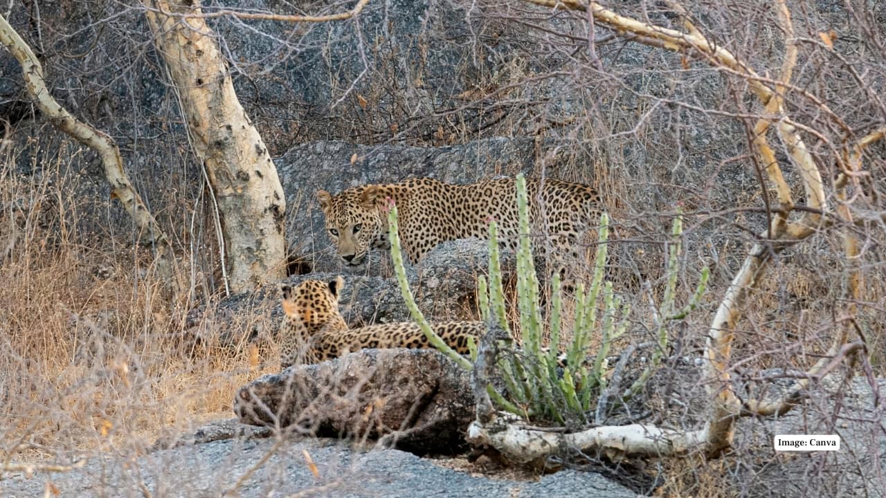 2. Coexistence with Villagers What makes Bera unique is its harmony between humans and leopards. Villagers rarely disturb the big cats, treating them as part of everyday life rather than as intruders or threats. (Image: Canva)