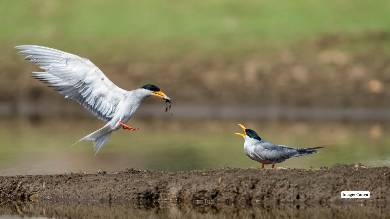 4. Jawai Dam’s Role in Wildlife Nearby Jawai Dam sustains the ecosystem, attracting leopards, birds, and crocodiles. The reservoir’s water ensures year-round survival of diverse species, making the area a rich hub of biodiversity. (Image: Canva)